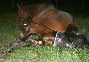 Brilliant Invader/Family Ties foal