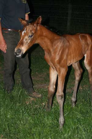 Brilliant Invader/Family Ties foal
