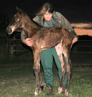 Family Ties/Flooding Colt
