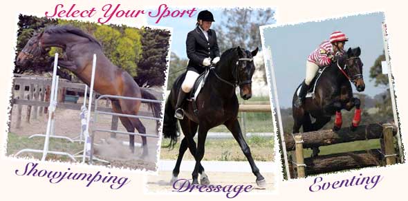 Breeders of quality dressage, showjumping and eventing horses